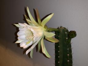 Cactus fleur
